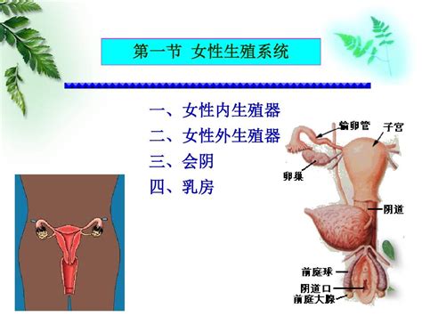 女人性器官|女性生殖系统概述